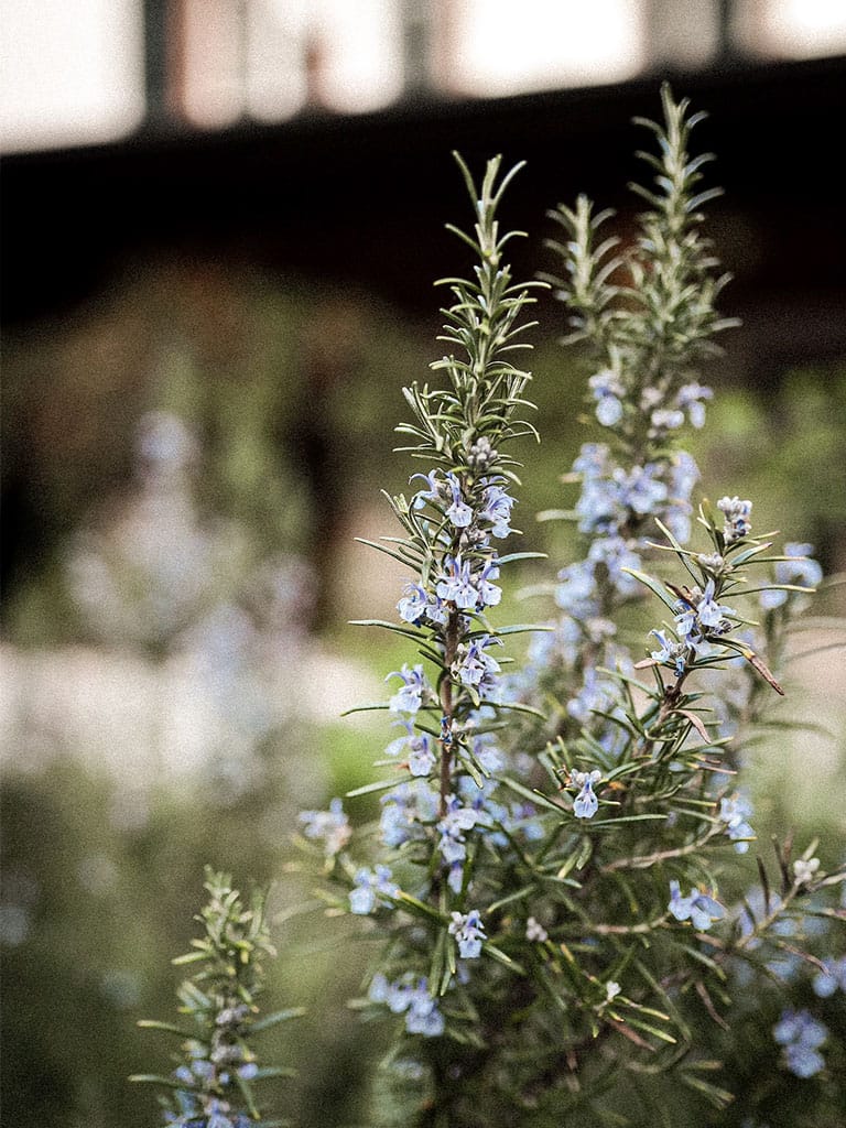blog-planta-aromaticas