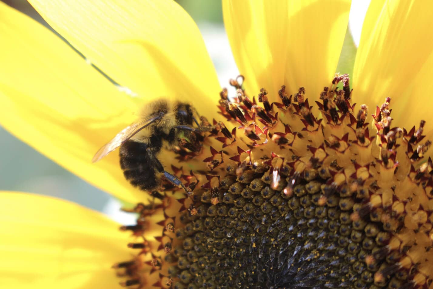 beneficios del polen de abeja